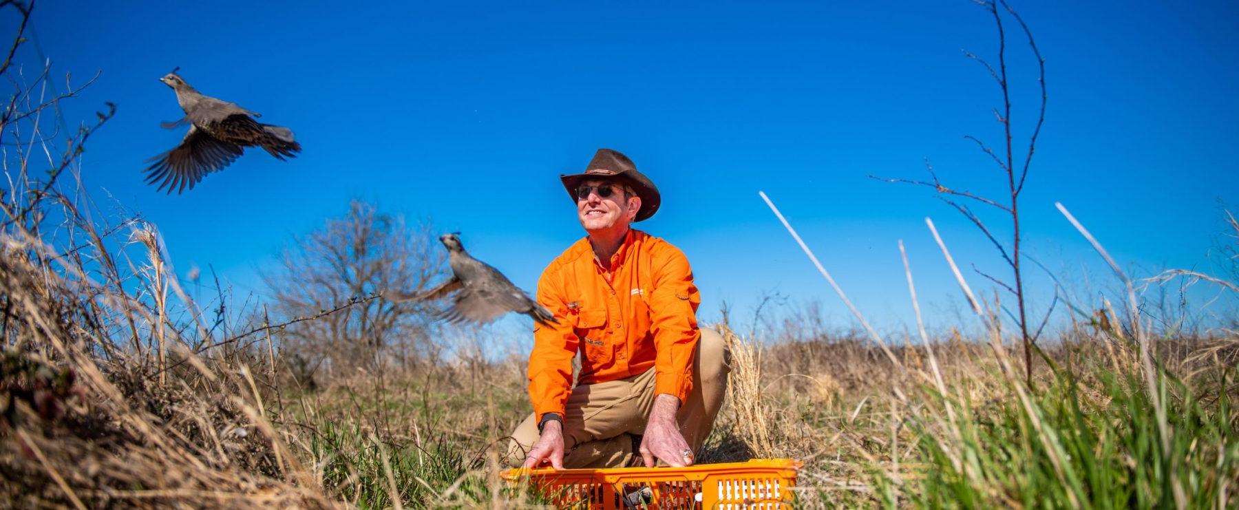 A field researcher watches as a quail takes flight into the wild.